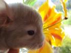 Chinchilla Pastell-Ebony Weibchen